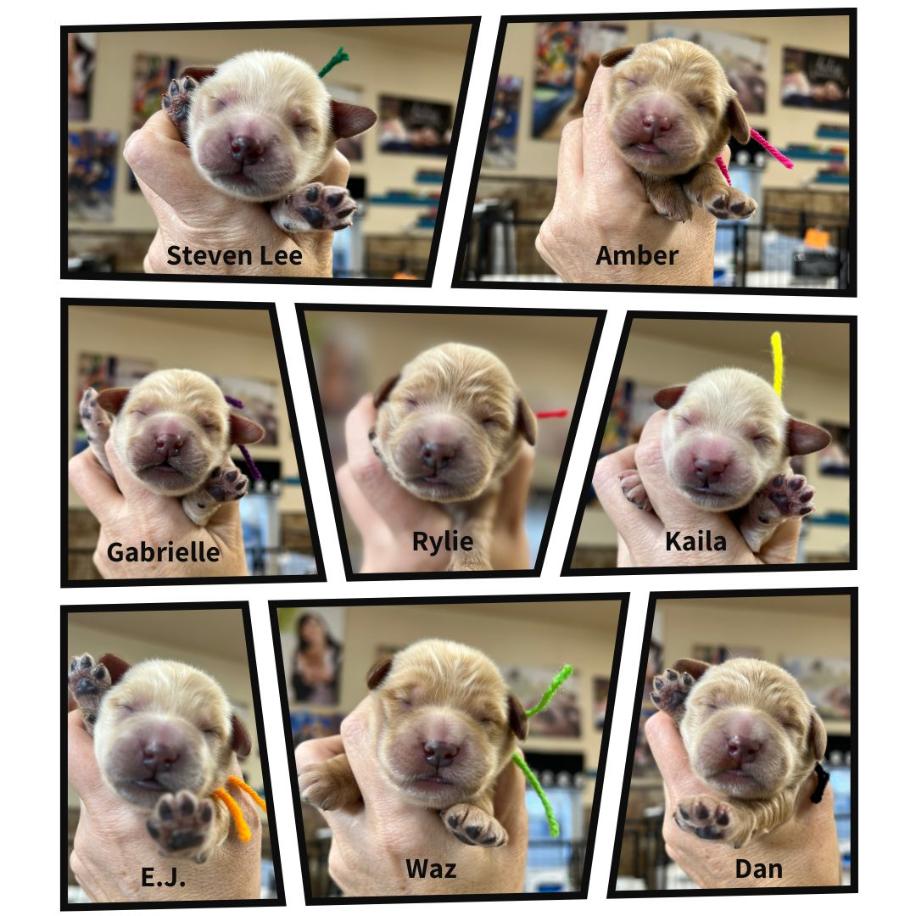 Goldendoodle Breeder Las Vegas Badass Breeder 4E Kennels